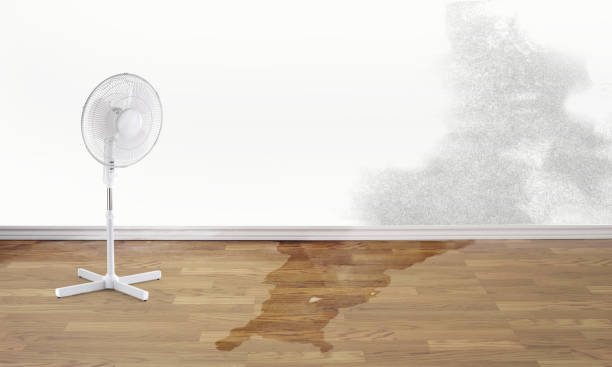 Best Local water damage restoration  in Edmonston, MD